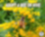 ADOPT | Fingerlakes Honey Co