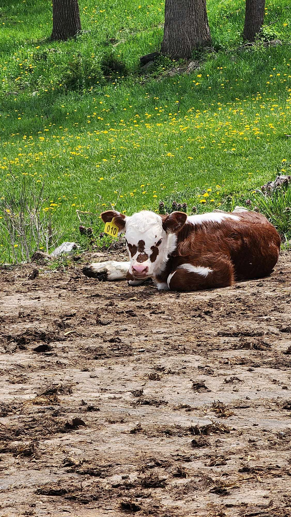 cow near the swarm trap