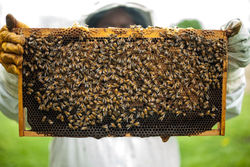 Frame of Bees