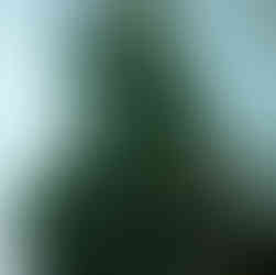 my first real christmas tree