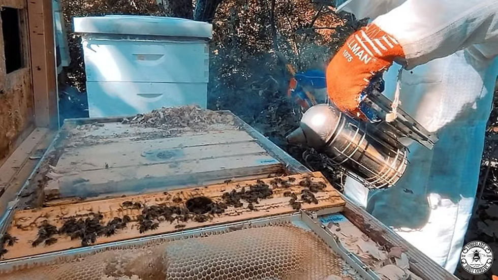 BEEKEEPER TOM HARD AT WORK