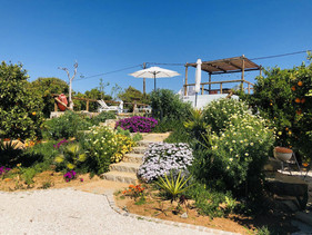 Amazing flowers and the pathway up towards the pool