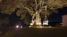 It's time for a nightcap under the amazing olive tree. Sandra and Michiel, we will be back!