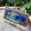 Thumbnail: “Crusing Honu”