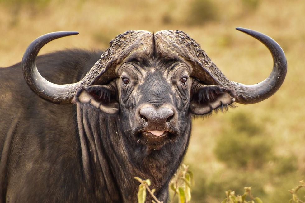 A close up of a buffalo with large curved horns in a grassy field. Its expression is calm. Brown tones dominate the background.