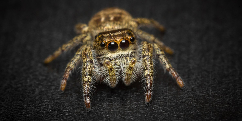 Nature Play Day: Spiders