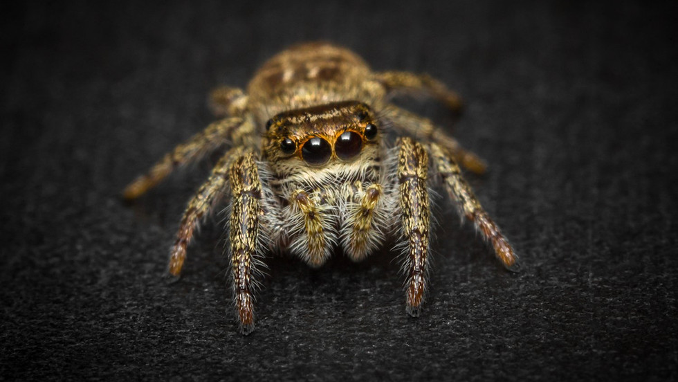 Nature Play Day: Spiders