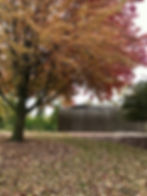 A maple trees in fall with yellow and orange leaves on the branches and on the ground around it.