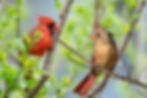 Two cardinals, one red and one brown, perched on branches against a lush green background, gazing at each other. Bright and lively setting.