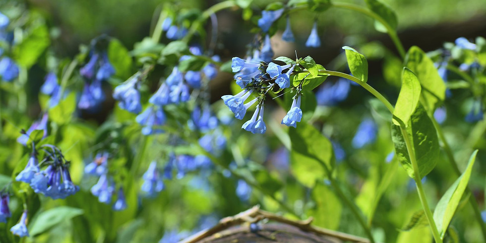 Wonders of Wildflowers