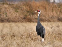 A crane with a red crown stands in a grassy field, surrounded by dry vegetation and brownish tones, under a clear sky.