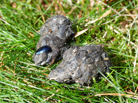 Fast Fact: Owl Pellets