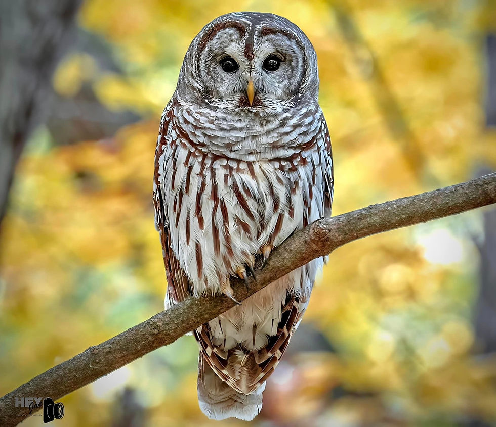 A barred owl on a tree branch with green and yellow leaves in the background.