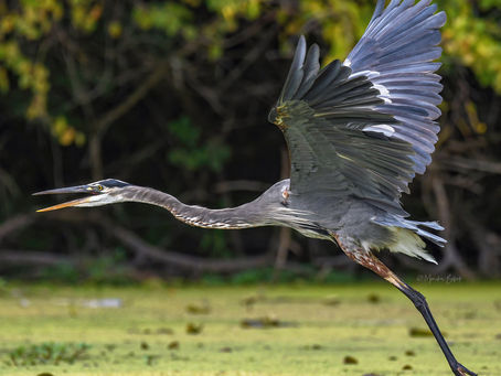 Get To Know The Majestic Great Blue Heron