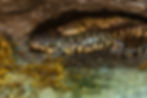 Two salamanders with yellow and black patterns rest in a rocky cave. The foreground has green moss, creating a calm and natural setting.
