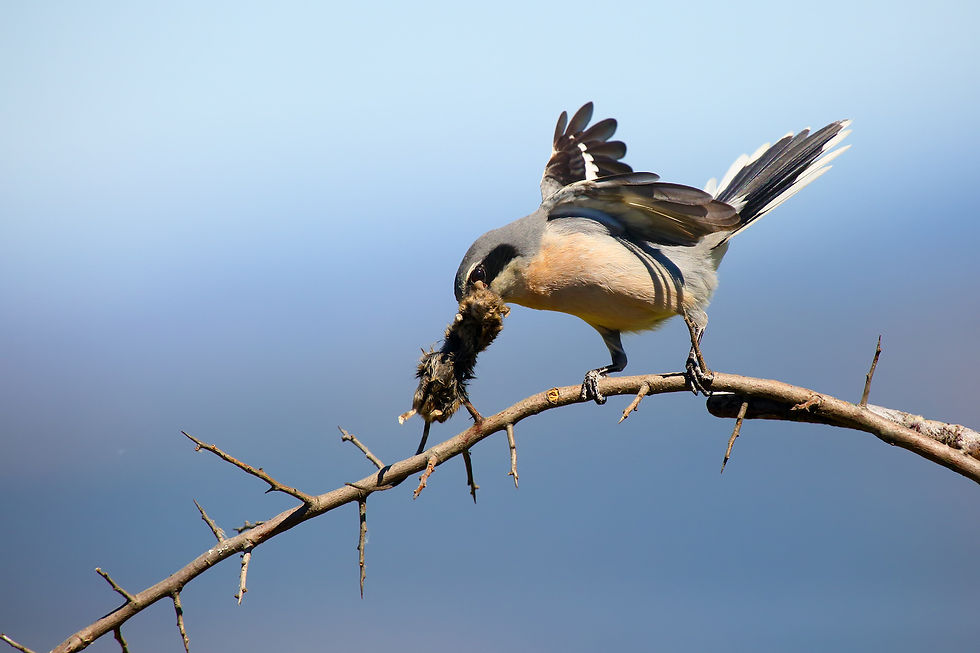 A northern shrike eating a mouse.