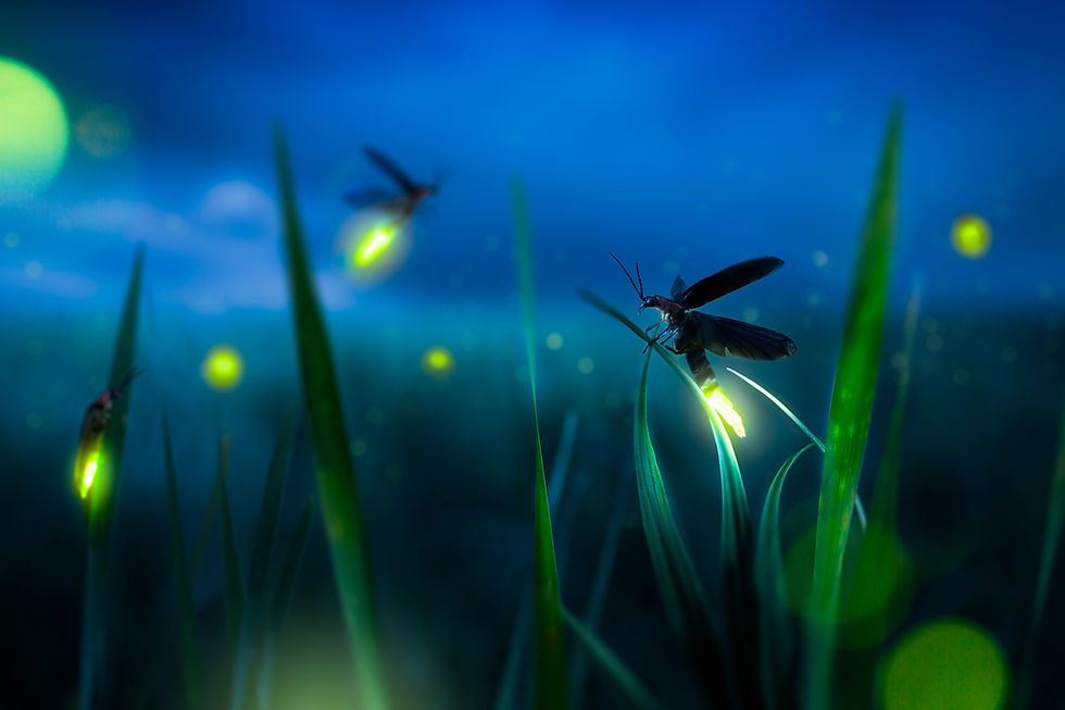 Firefly Hike