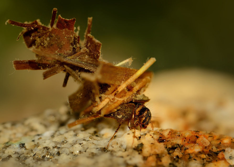 Macro of a caddisfly carrying a spiky debris bundle over a gritty surface, with a blurred green background.