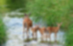 Deer family with three fawns stands in a grassy creek. Bright green plants surround them, creating a serene and natural setting.