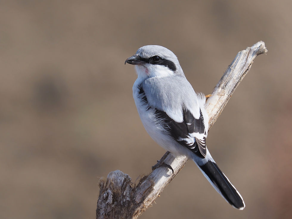 A northern shrike perched on a branch.
