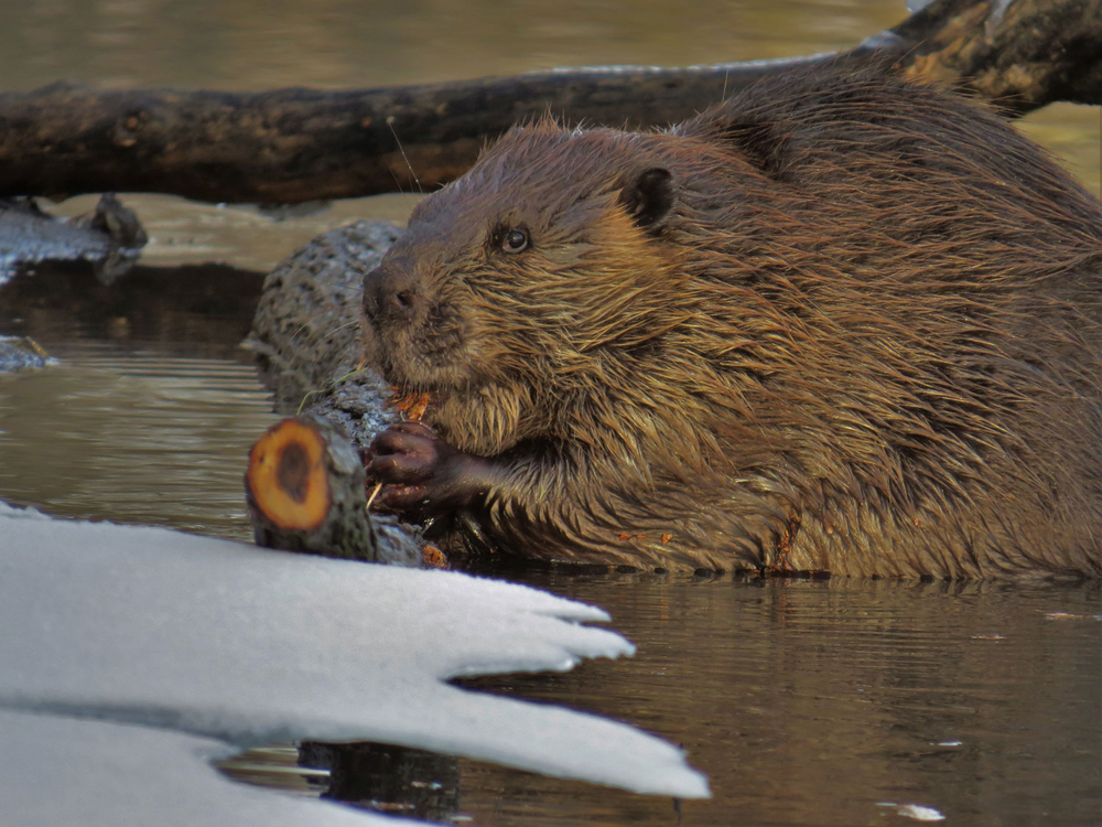 Illinois Is Rich With Wildlife Diversity