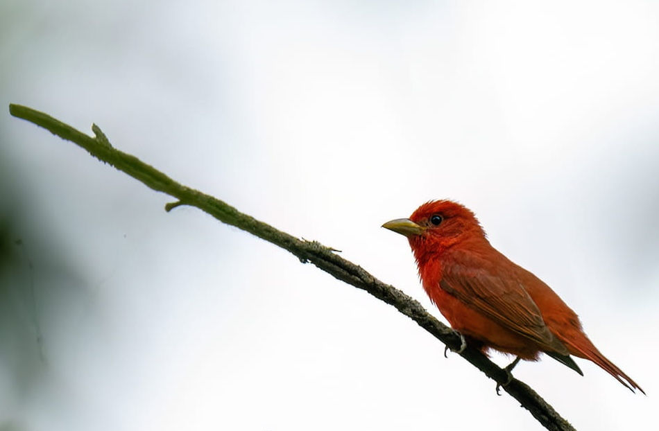 A bright red bird perches on a slender branch against a plain white background, creating a vibrant and serene scene.