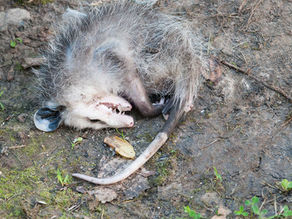 A possum plays dead on a dirt ground, curled up with eyes closed and mouth open. Surrounding it are some leaves and small green plants.
