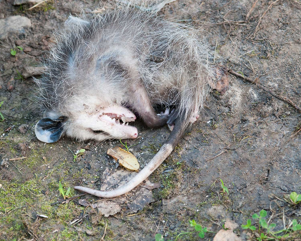 A possum plays dead on a dirt ground, curled up with eyes closed and mouth open. Surrounding it are some leaves and small green plants.