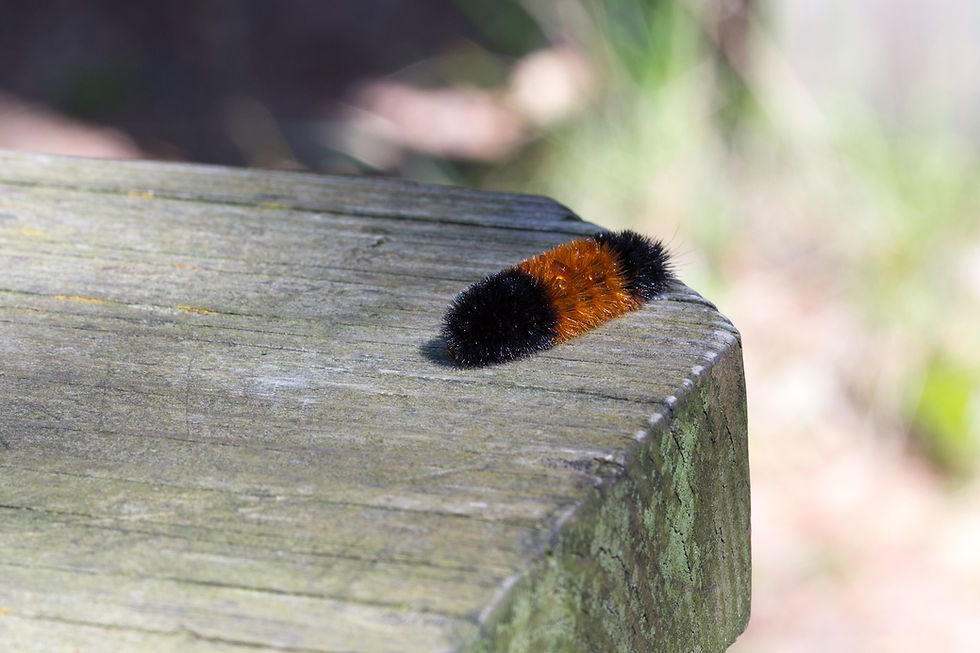 Fuzzy black and orange caterpillar crawling on a weathered wooden surface in sunlight, with a blurred green background.