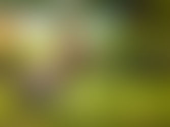 Brown rabbit with a white ttail sitting in green grass, side profile, ears up, with blurred garden background.