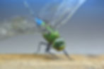 Close-up of a vibrant green dragonfly with transparent wings resting on a wooden surface, against a blurred blue-gray background.