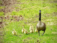 A goose with six goslings on green grass.