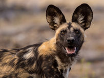 An African wild dog with large ears and mottled fur stands alert in dry, blurred background. It has an open mouth, conveying curiosity.