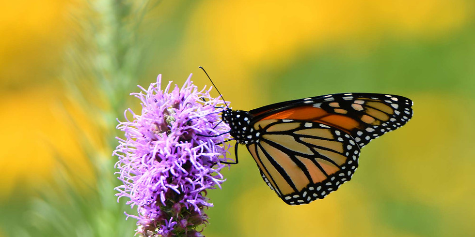 Mission: Monarchs