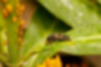 Black and orange spiky ladybug larva on a green leaf, with orange aphids clustered on the stem in a close-up garden scene.