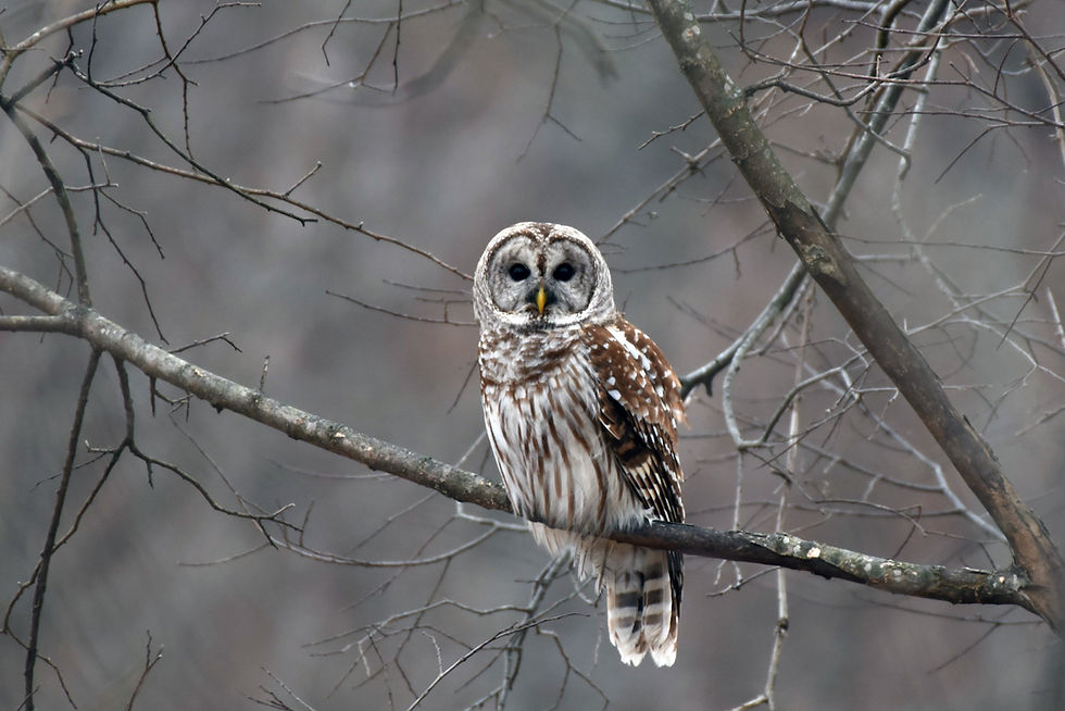 A barred owl perched on a bare branch, looking forward. Feathers are brown and white. Background is a blurred, muted woodland scene.