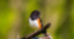 An eastern towhee. (Photo via Shutterstock)