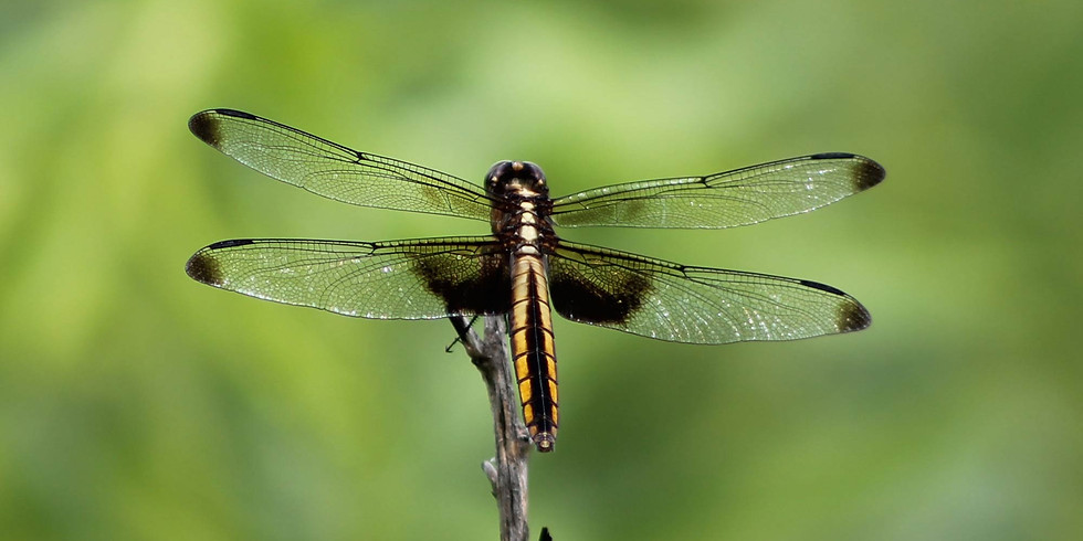 Dragonflies and Ice Cream