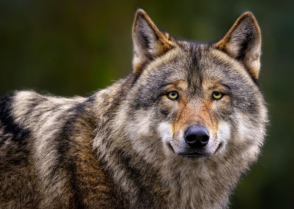 A closeup of a gray wolf.