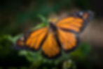 Close-up of a vibrant orange and black butterfly perched on green leaves, with a blurred natural background.