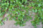 Lush green purslane plants with red stems spread across a gray stone surface.