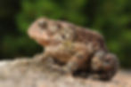 An American toad on a rocky surface.