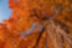 A sugar maple tree seen from the ground, with orange leaves in its canopy and a blue sky overhead.