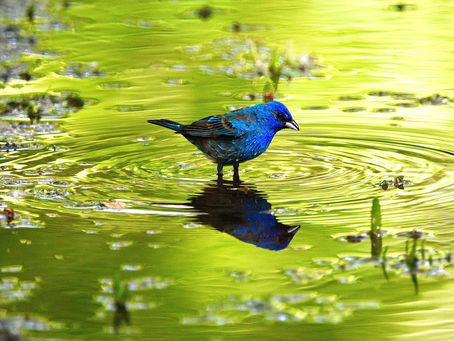 How Do Animals Beat the Heat on Hot Days?