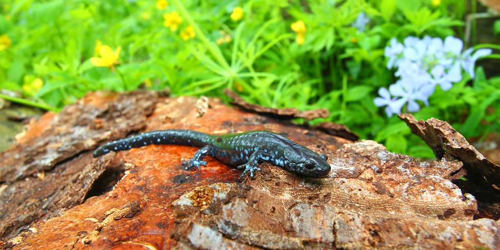 Blue-spotted salamander on a rough, brown log with a green leafy background and yellow flowers.