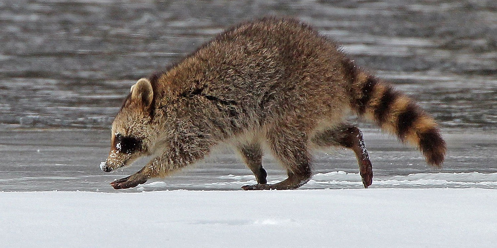 WonderKids: Winter Animals
