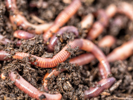 Everything Earthworm