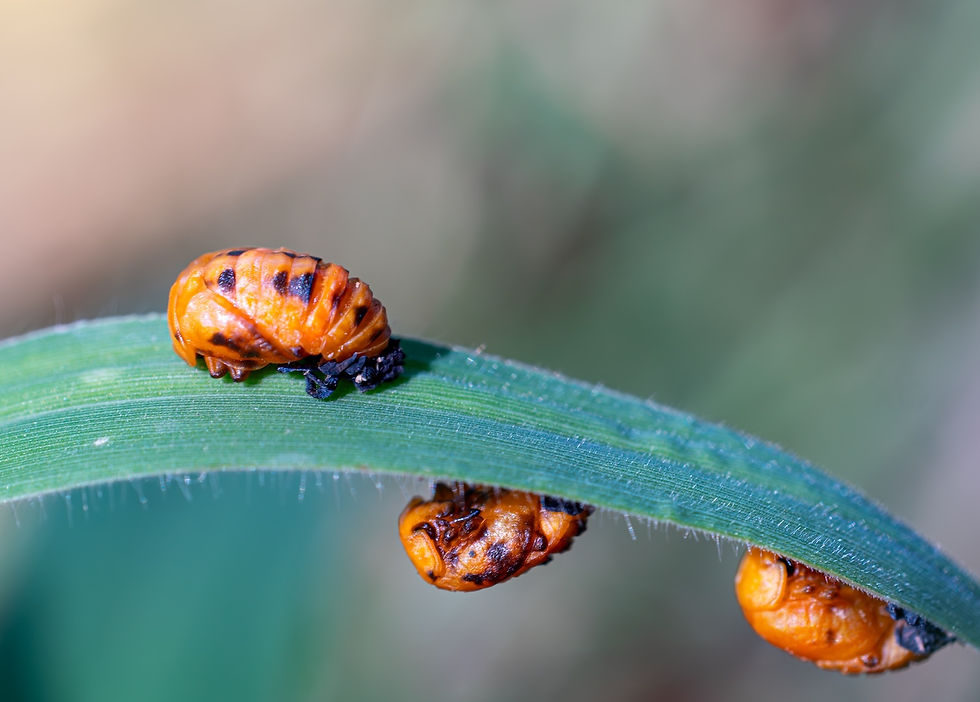 Three orange ladybug pupae cling to a green leaf in a soft-focus macro close-up.