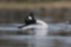 A black and white duck swimming, tilting its head back on a calm lake. The background is blurred, conveying a serene mood.