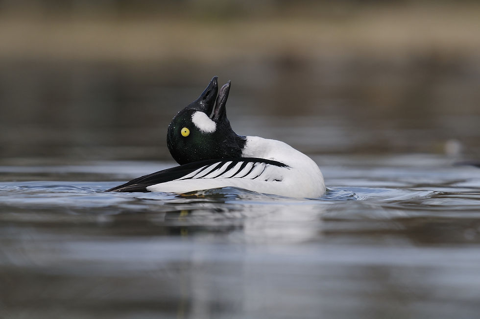 A black and white duck swimming, tilting its head back on a calm lake. The background is blurred, conveying a serene mood.